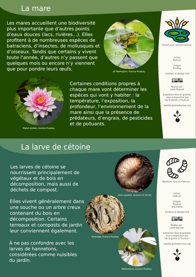 La mare et les larves de cétoine