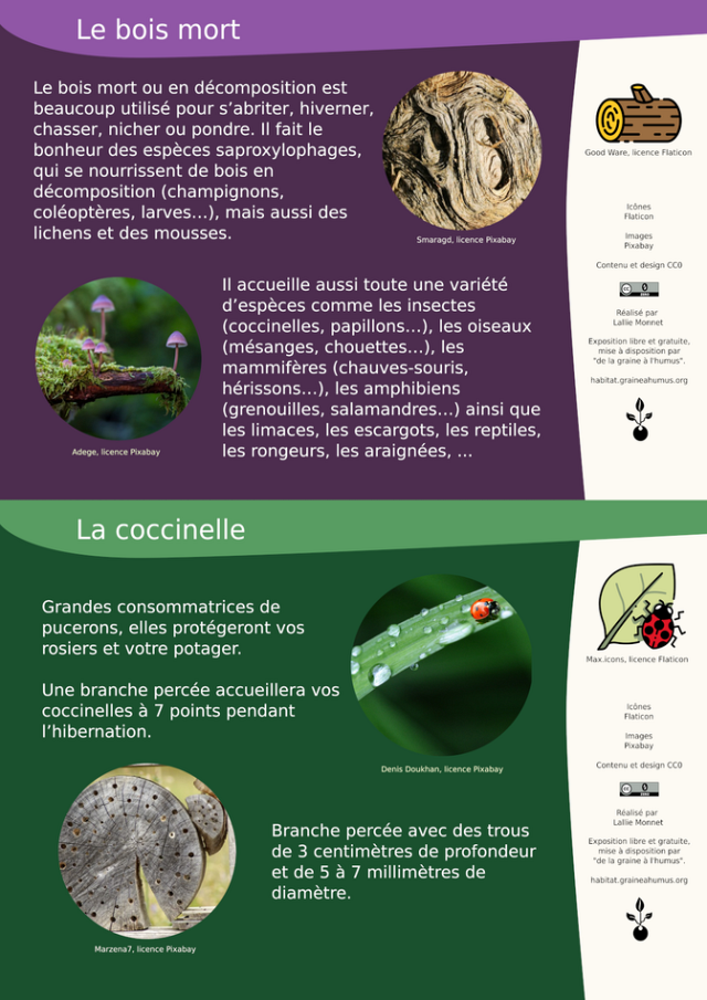 Le bois mort et les coccinelles
