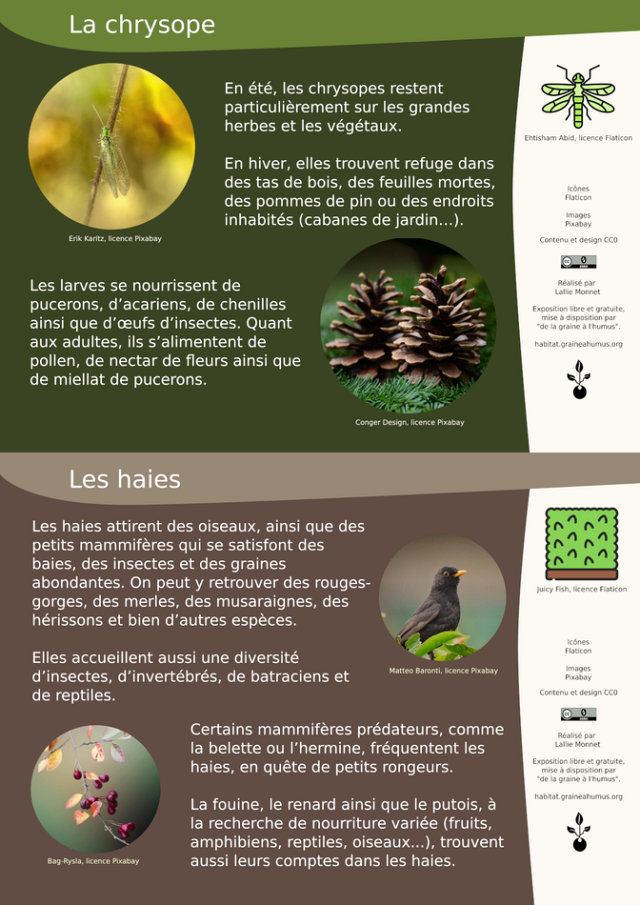 Les haies et les chrysopes